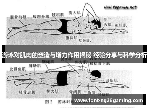 游泳对肌肉的塑造与增力作用揭秘 经验分享与科学分析